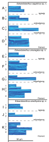 Figure 7.