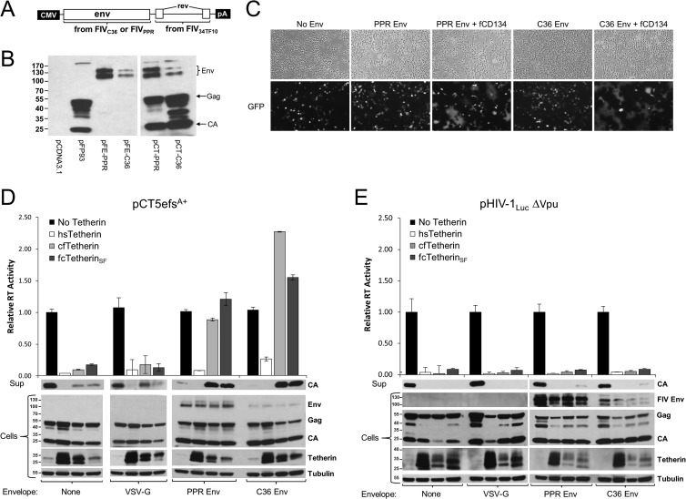 FIG 8