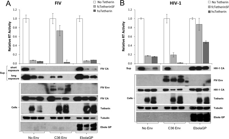 FIG 11