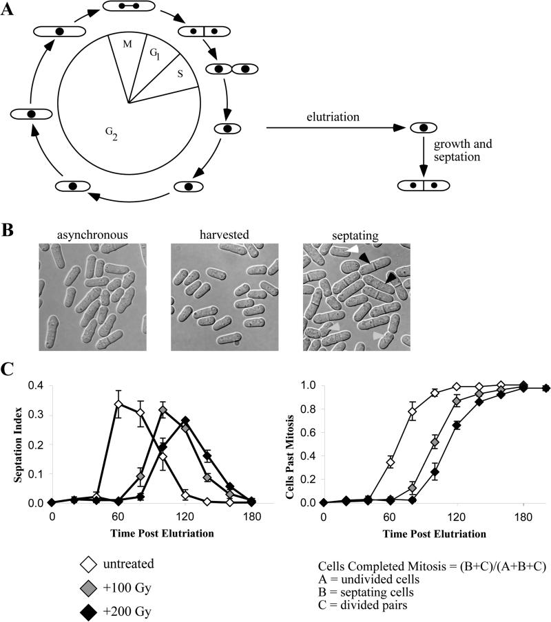 Figure 2.2