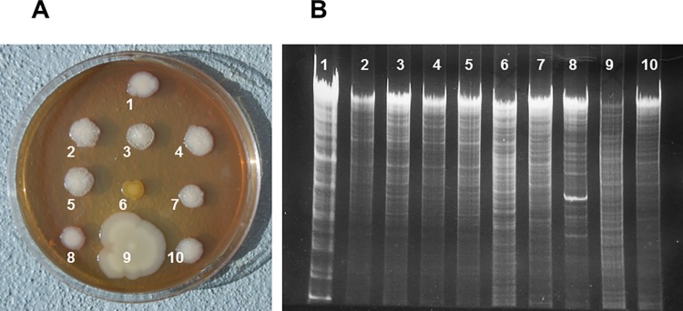 Fig 2