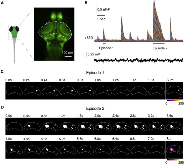 Figure 2