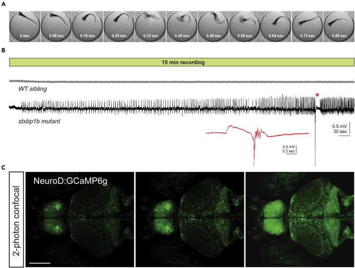 Figure 1