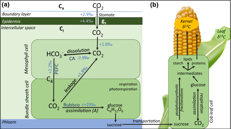 Fig. 2