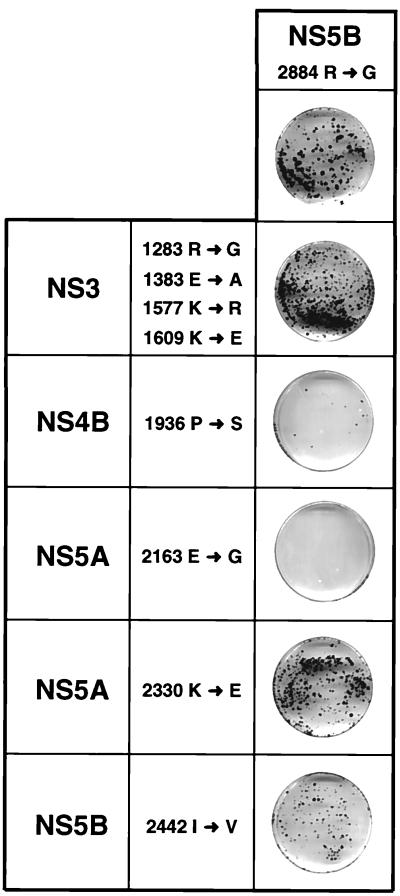 FIG. 7