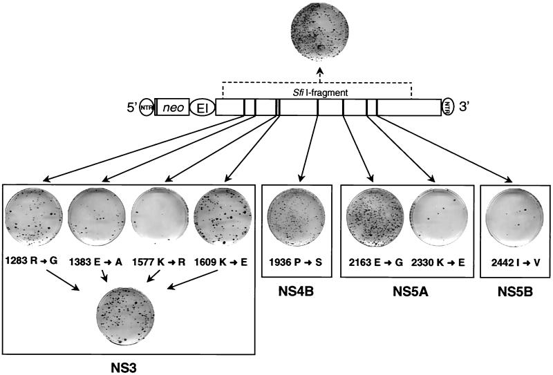 FIG. 3