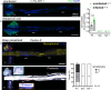 Figure 4—figure supplement 1.