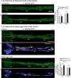 Figure 5—figure supplement 2.