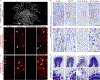 Extended Data Figure 7 |