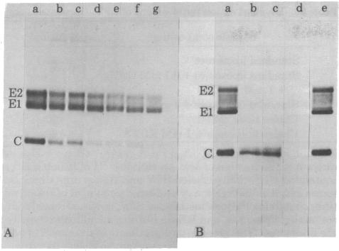 graphic file with name pnas00493-0217-a.jpg