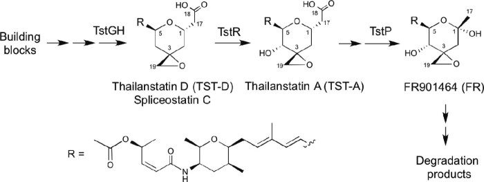 Fig. 1