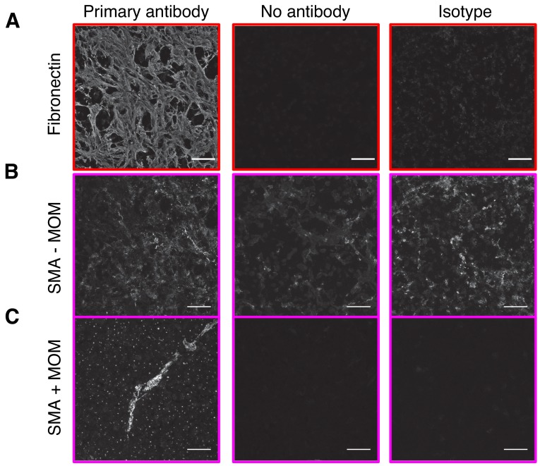 Figure 3—figure supplement 1.