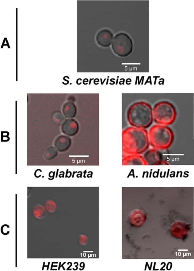 FIGURE 6.