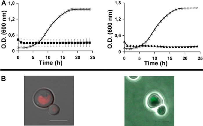 FIGURE 4.