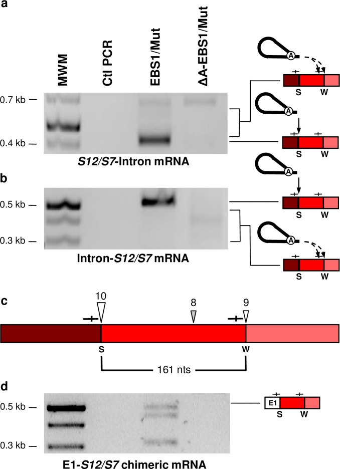 Fig 8