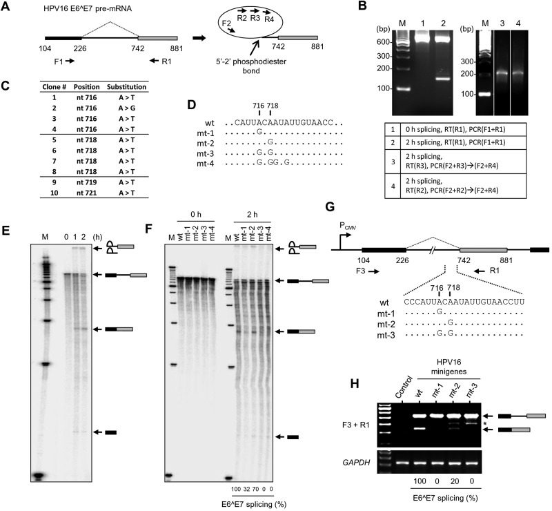 FIG 6 