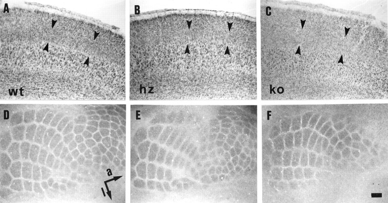 Fig. 10.