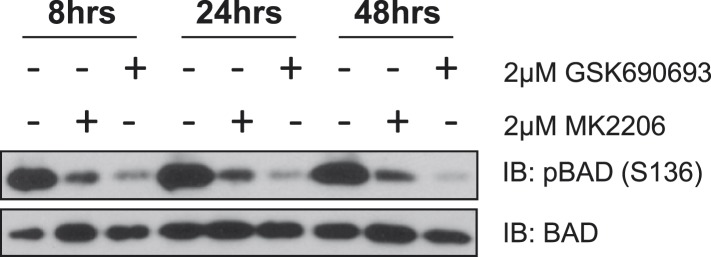 Figure 1—figure supplement 1.