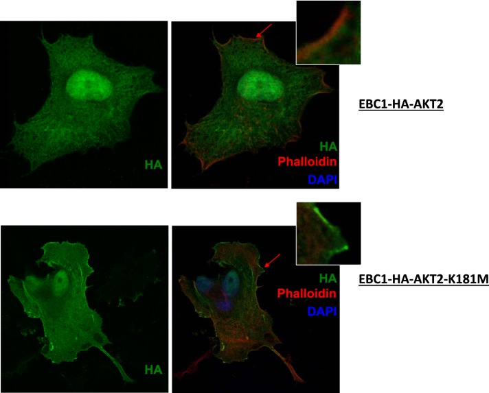 Figure 3—figure supplement 2.