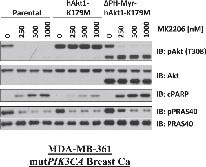 Figure 3—figure supplement 3.