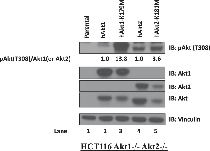 Figure 3—figure supplement 1.