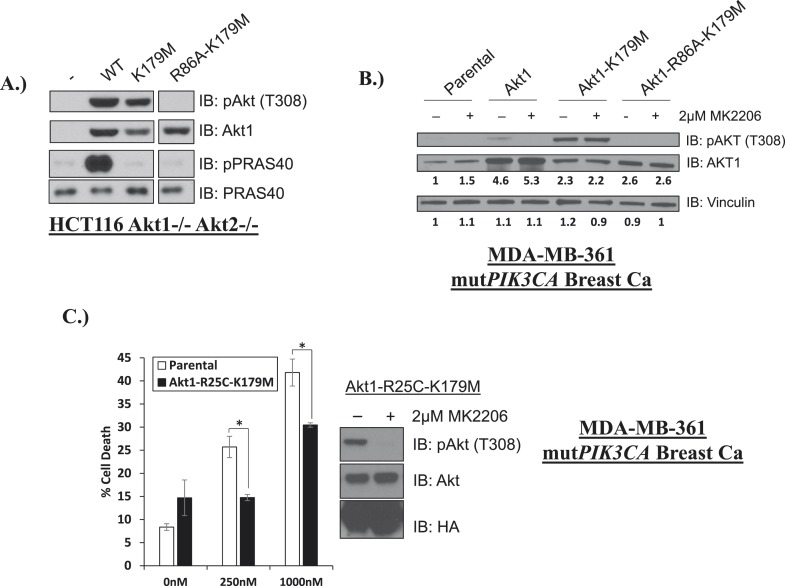 Figure 3—figure supplement 4.