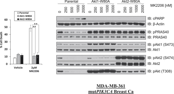 Figure 1—figure supplement 6.