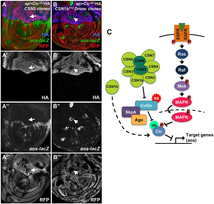 Fig. 6.