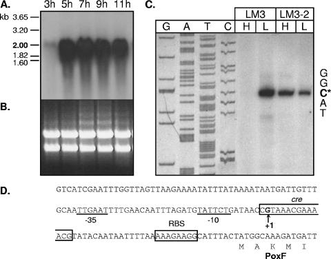 FIG. 1.