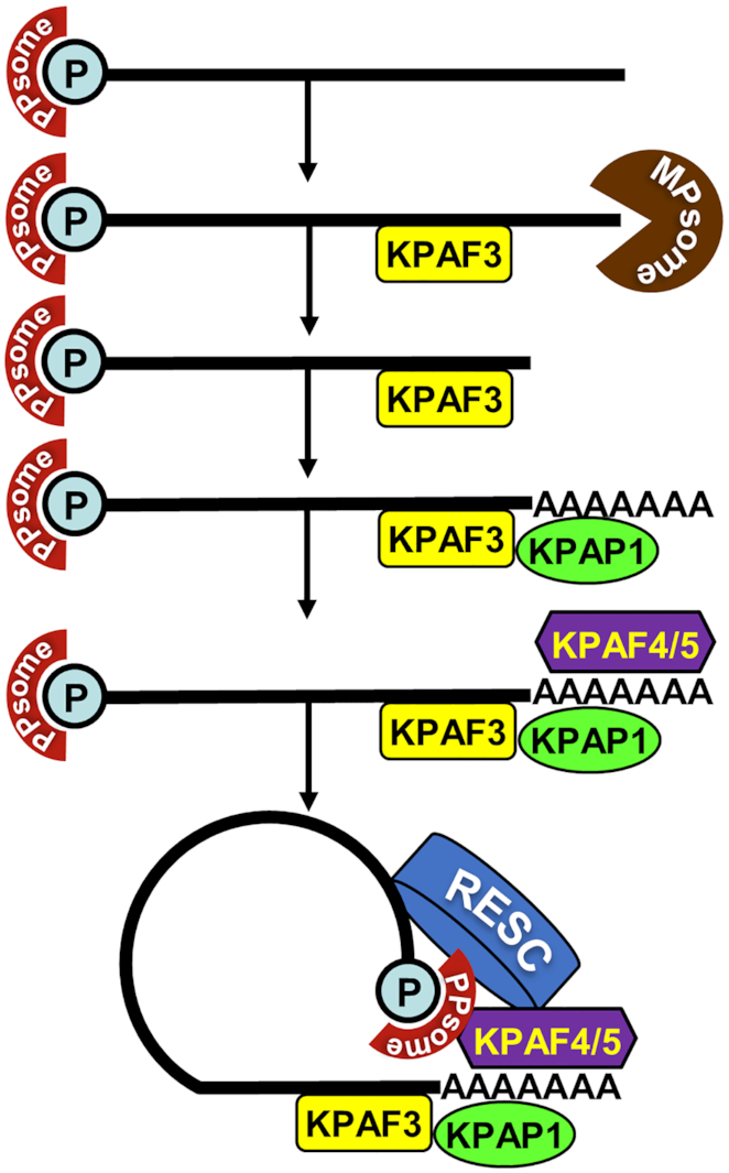 Figure 10.