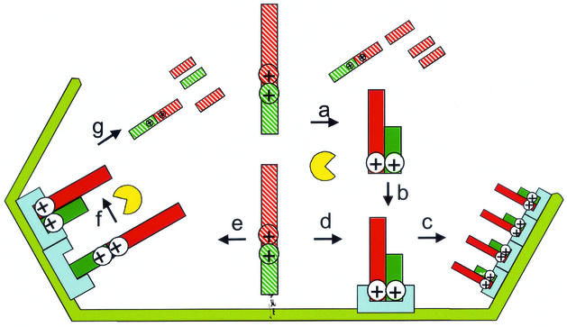 FIG. 7.