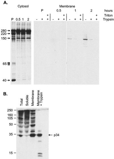 FIG. 4.