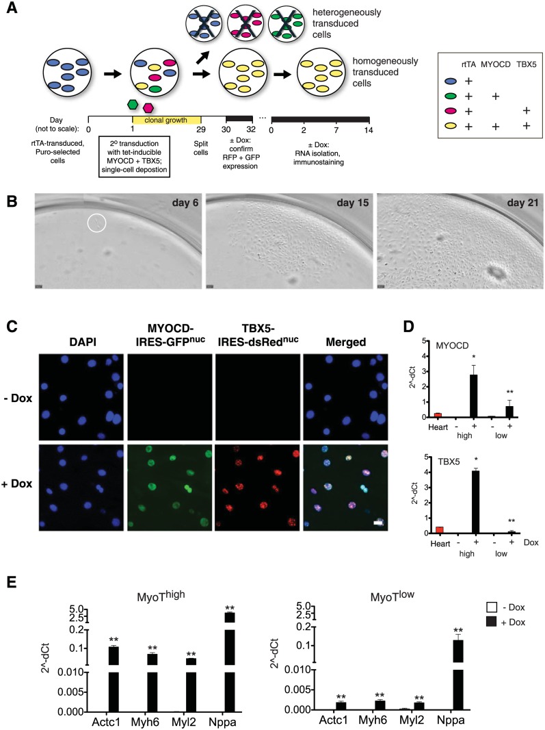 Fig 6