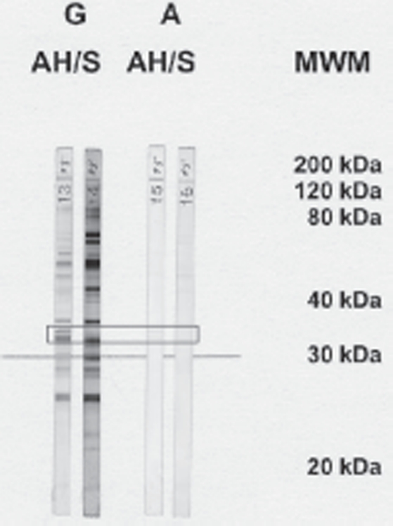 FIGURE 1