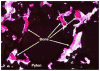Figure 22