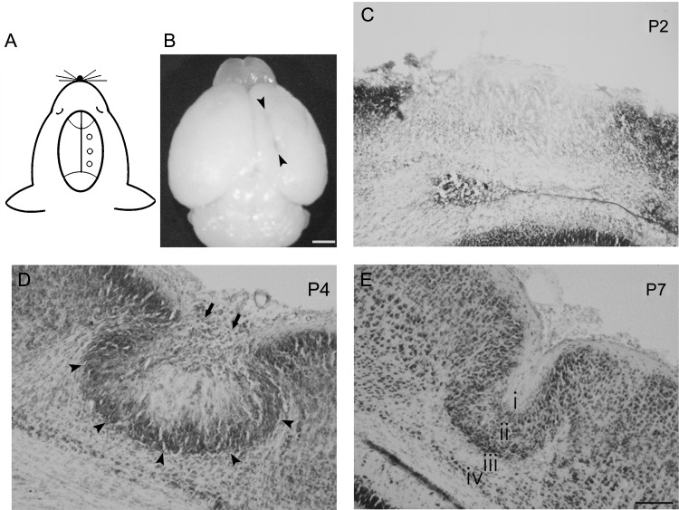 Figure 1.