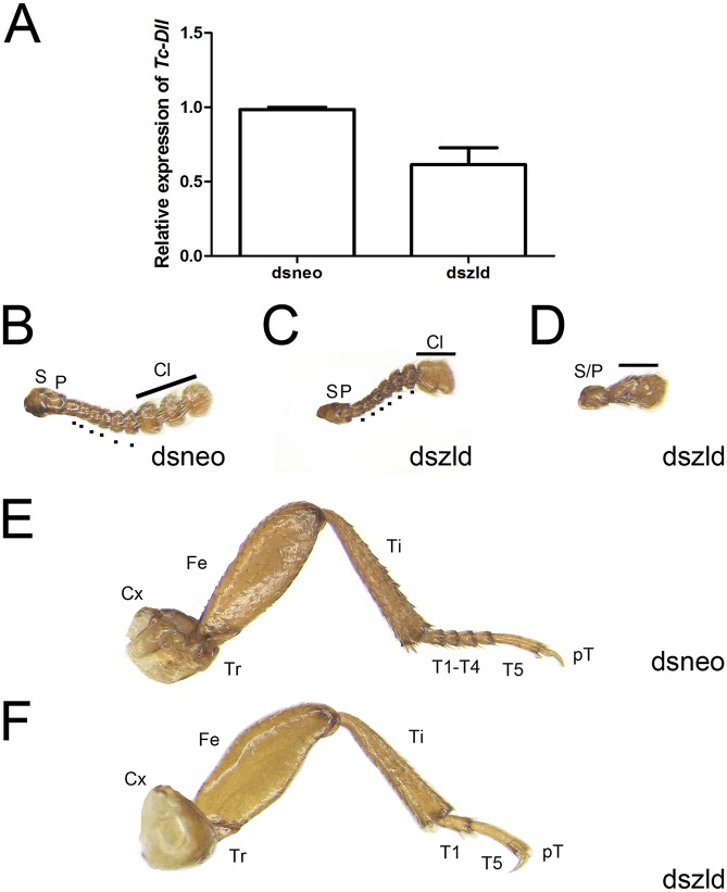 Fig 10