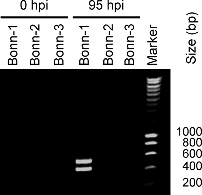 FIG. 5.