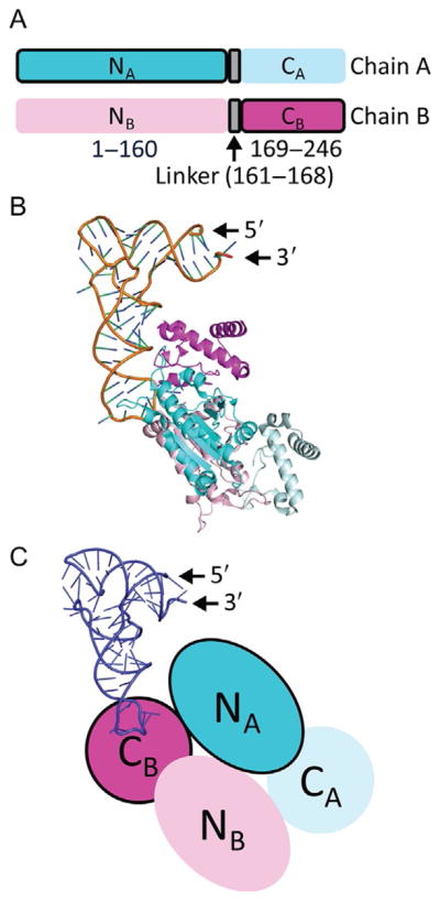 Fig. 2