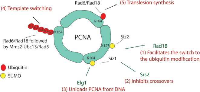 Figure 3.