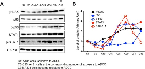 Fig. 1 (abstract P314).