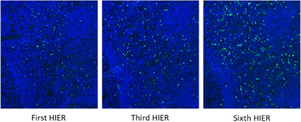 Fig. 1 (abstract P62).