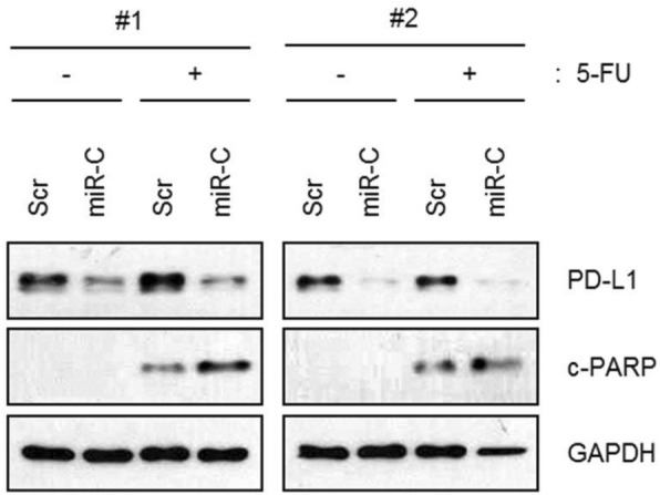 Fig. 3 (abstract P398).