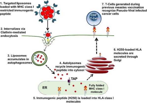 Fig. 1 (abstract P124).