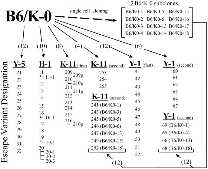 Fig.1