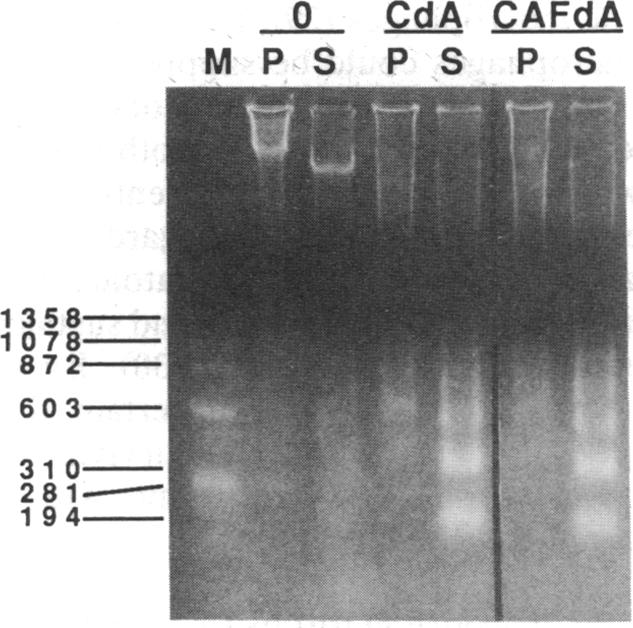 graphic file with name pnas01081-0474-a.jpg