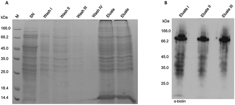 Figure 2 –