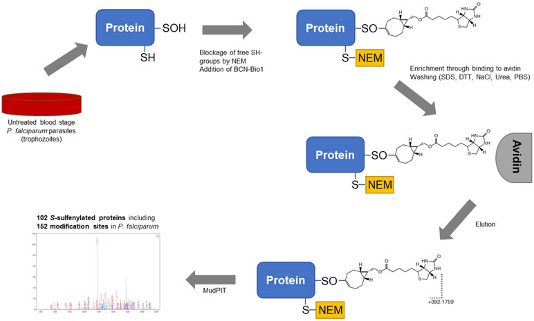 Figure 1 –