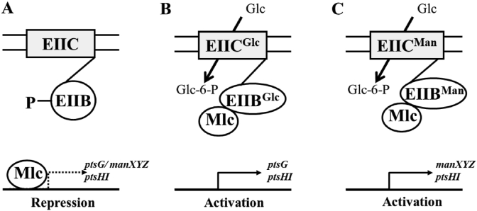 Fig. 8