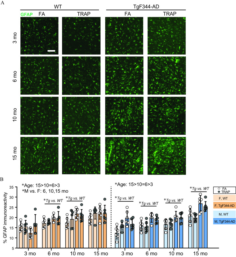 Figure 5A is a display of four columns, namely, filtered air with 4′,6-diamidino-2-phenylindole and traffic-related air pollution for wildtype and filtered air and traffic-related air pollution for Transgenic F 344-A D, of images of Glial fibrillary acidic protein immunoreactivity in the hippocampus and four rows, namely, 3 months and 6 months, 10 months, and 15 months, of images of Glial fibrillary acidic protein immunoreactivity in the hippocampus. Figure 5B is a set of two clustered bar graphs, plotting percentage of Glial fibrillary acidic protein immunoreactivity, ranging from 5 to 35 in increments of 5 (y-axis) across 3 months and 6 months, and 10 months and 15 months (x-axis) for female, filtered air; female, traffic-related air pollution; male, filtered air; and male, traffic-related air pollution, respectively. In figure 5B, in the first graph, the age is 15 greater than 10 equals 6 greater than 3 and the performance report depicts male versus female in 6, 10, 15 months. In figure 5B, in the second graph, the age is 15 greater than 10 equals 6 greater than 3.